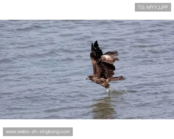 老鹰利用空切不断得分：节奏、空间与致命本能
